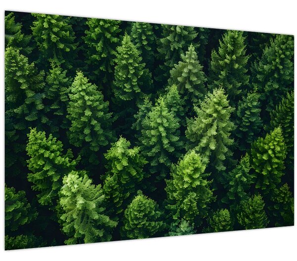 Kép - Forest (90x60 cm)
