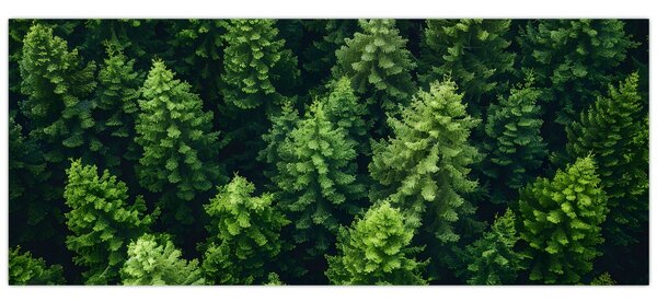 Kép - Forest (120x50 cm)
