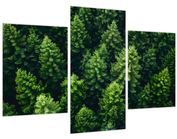 Kép - Forest (90x60 cm)