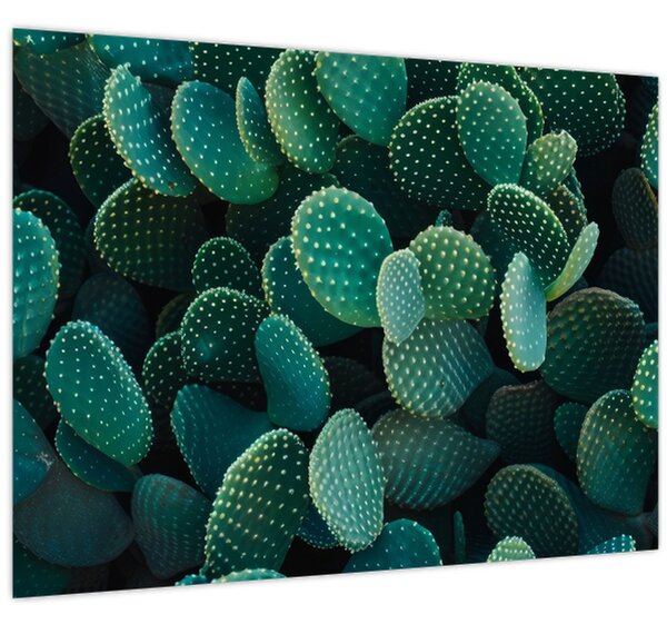 Kép - Opuntia (70x50 cm)