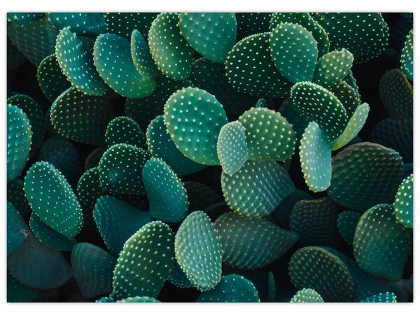 Kép - Opuntia (70x50 cm)