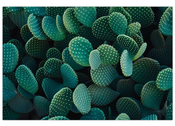 Kép - Opuntia (90x60 cm)