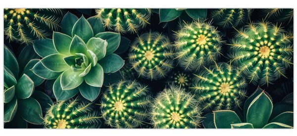 Kép - Kaktuszok (120x50 cm)