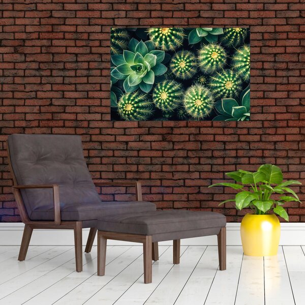 Kép - Kaktuszok (90x60 cm)