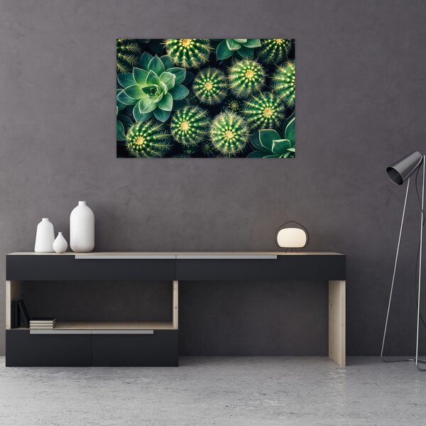 Kép - Kaktuszok (90x60 cm)