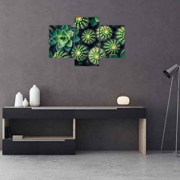 Kép - Kaktuszok (90x60 cm)