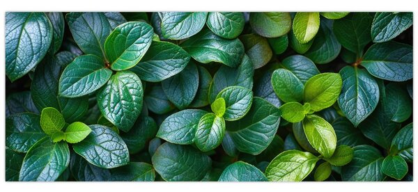 Kép - Zöld növények (120x50 cm)