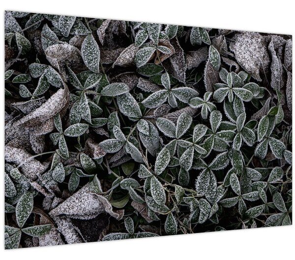 Kép - Fagyasztott növények (90x60 cm)