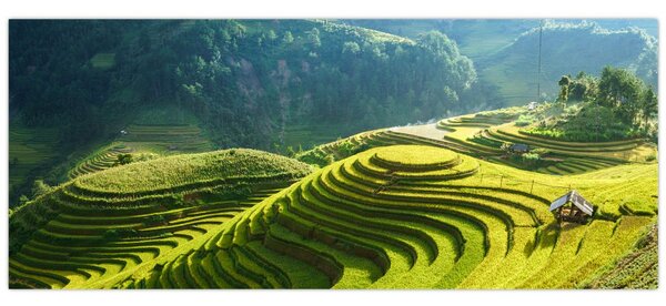 Kép - Rice Terraces koncert (120x50 cm)