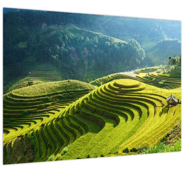 Kép - Rice Terraces koncert (70x50 cm)