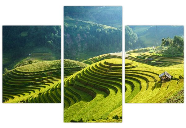 Kép - Rice Terraces koncert (90x60 cm)