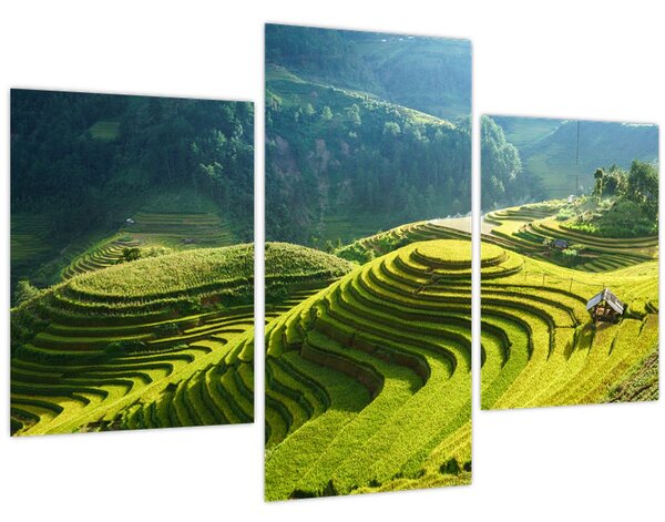 Kép - Rice Terraces koncert (90x60 cm)