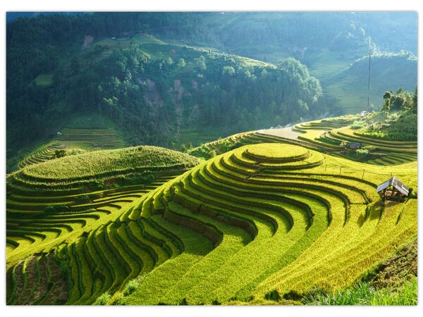 Kép - Rice Terraces koncert (70x50 cm)
