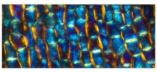 Kép - Sejtfal (120x50 cm)