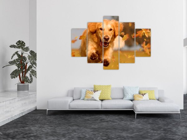 Kép - Golden Retriever (150x105 cm)