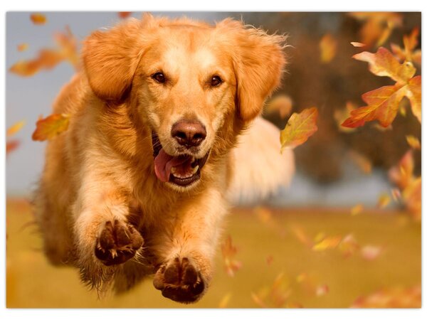 Kép - Golden Retriever (70x50 cm)