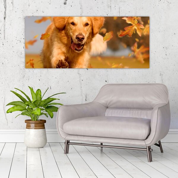 Kép - Golden Retriever (120x50 cm)