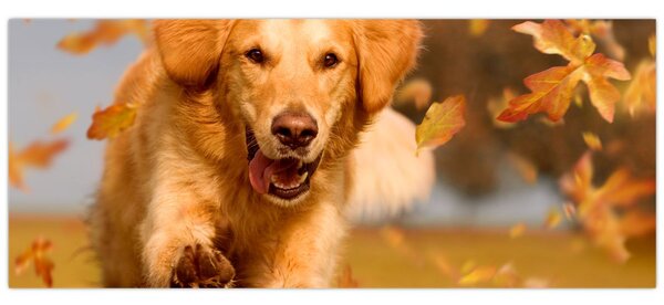 Kép - Golden Retriever (120x50 cm)
