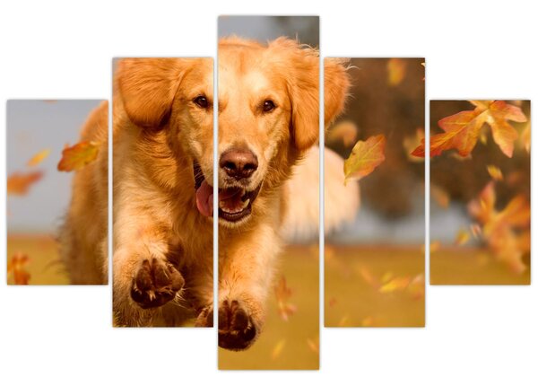 Kép - Golden Retriever (150x105 cm)