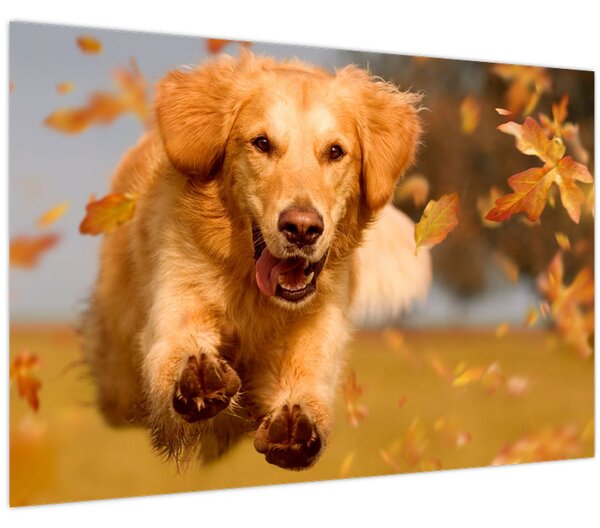 Kép - Golden Retriever (90x60 cm)