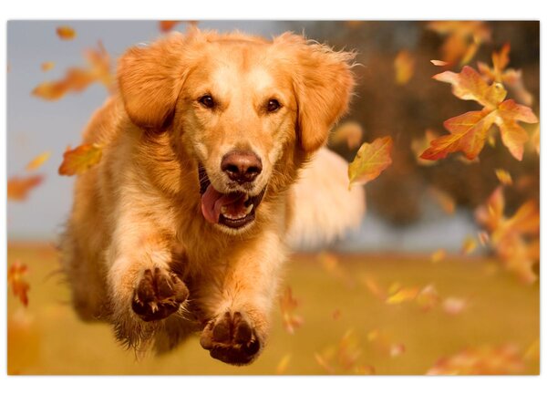Kép - Golden Retriever (90x60 cm)