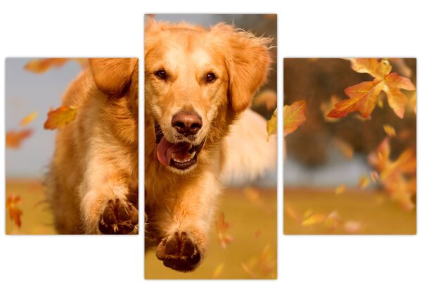 Kép - Golden Retriever (90x60 cm)