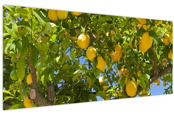 Kép - Citromfa (120x50 cm)