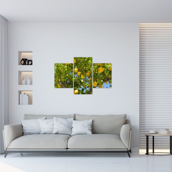 Kép - Citromfa (90x60 cm)