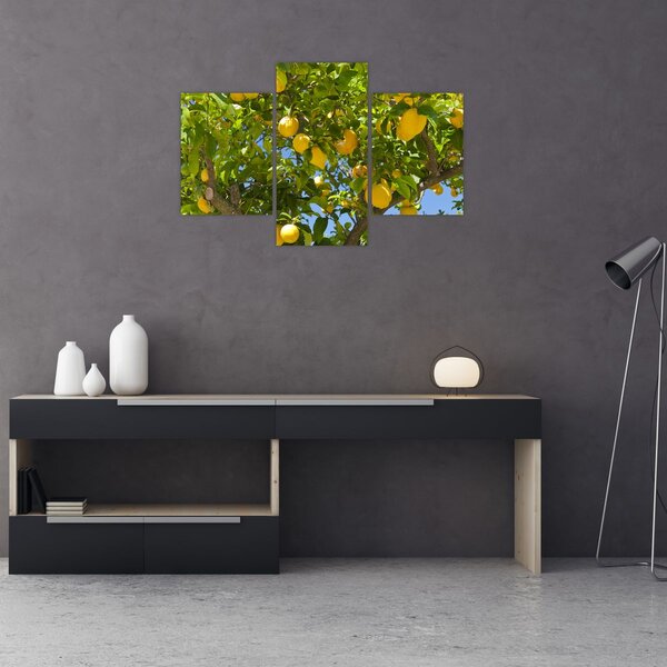 Kép - Citromfa (90x60 cm)