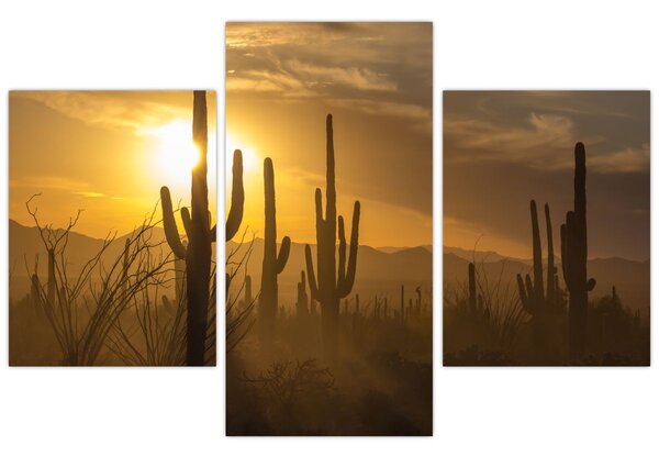 Kép - Saguaro kaktuszok (90x60 cm)