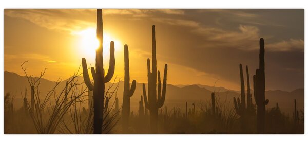 Kép - Saguaro kaktuszok (120x50 cm)