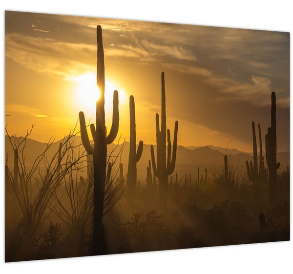 Kép - Saguaro kaktuszok (70x50 cm)