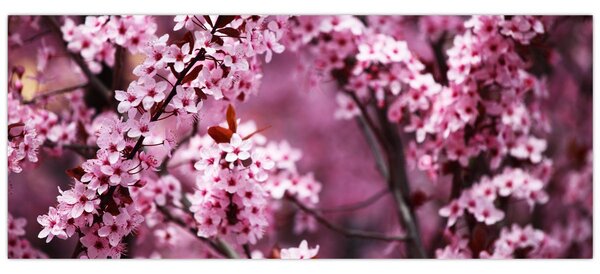 Kép - Rózsaszín sakura (120x50 cm)