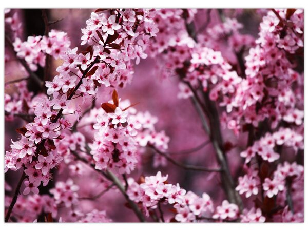 Kép - Rózsaszín sakura (70x50 cm)