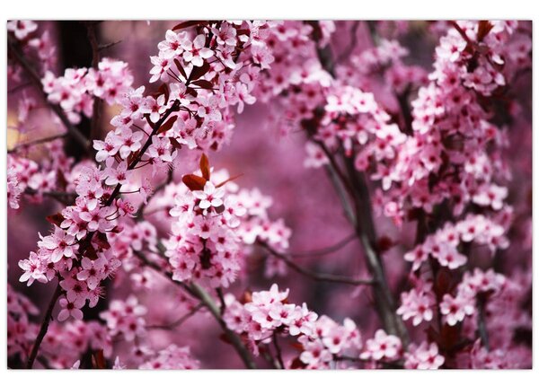 Kép - Rózsaszín sakura (90x60 cm)