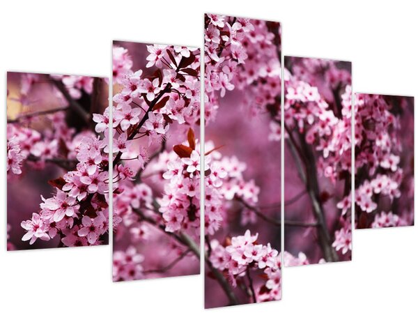 Kép - Rózsaszín sakura (150x105 cm)