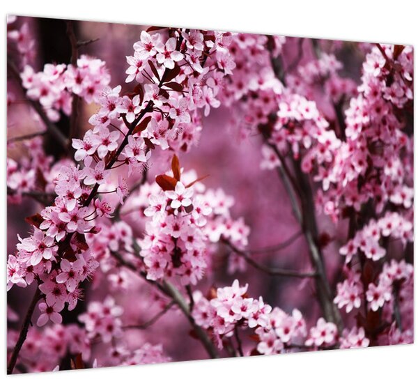 Kép - Rózsaszín sakura (70x50 cm)