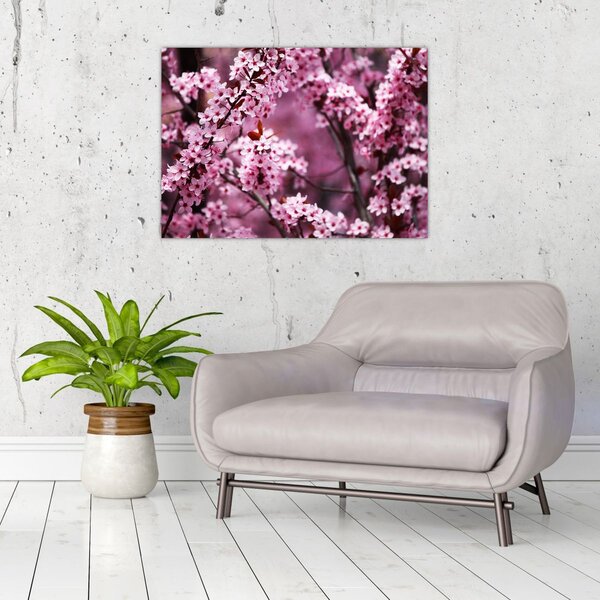 Kép - Rózsaszín sakura (70x50 cm)