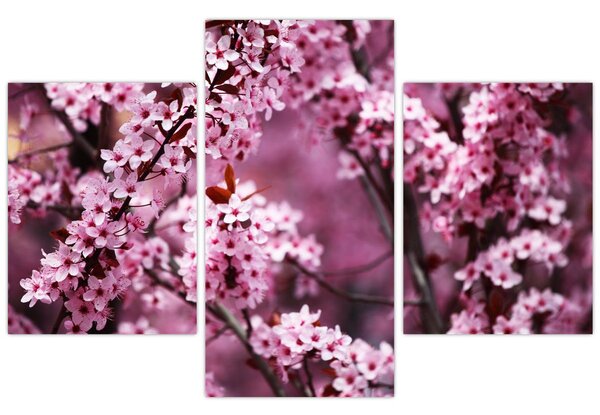 Kép - Rózsaszín sakura (90x60 cm)