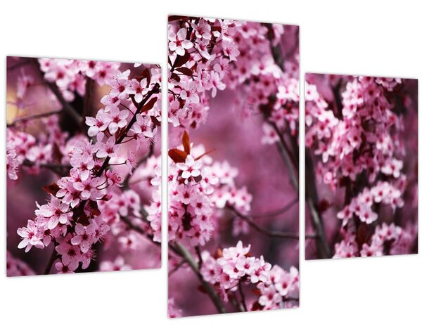 Kép - Rózsaszín sakura (90x60 cm)