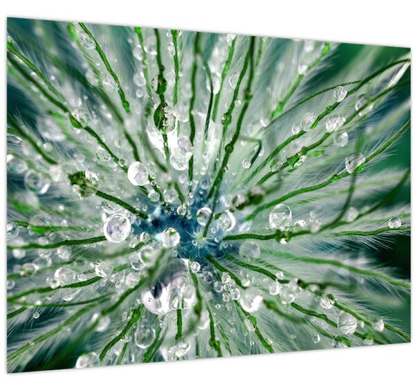 Kép - Makro kép egy virágról (70x50 cm)
