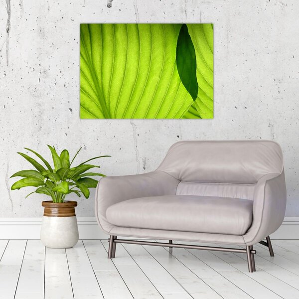 Kép - Zöld levél részlete (70x50 cm)