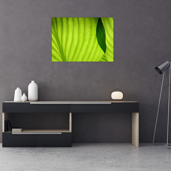 Kép - Zöld levél részlete (70x50 cm)