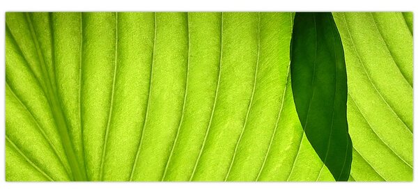 Kép - Zöld levél részlete (120x50 cm)