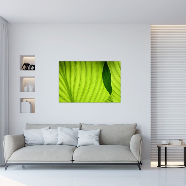 Kép - Zöld levél részlete (90x60 cm)