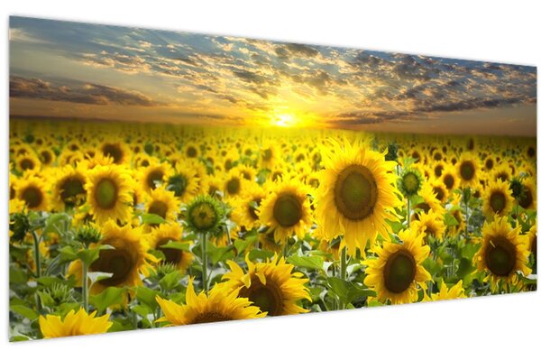 Kép - Napraforgók naplementében (120x50 cm)