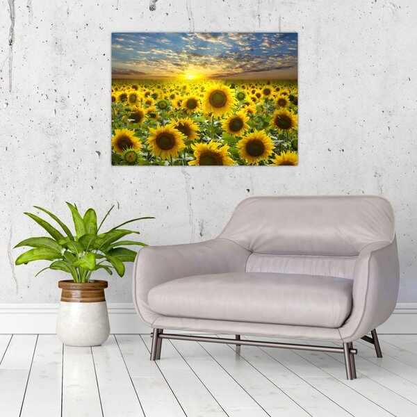 Kép - Napraforgók naplementében (70x50 cm)