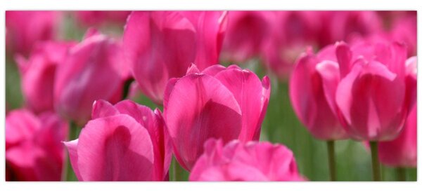 Kép - Rózsaszín tulipánok (120x50 cm)