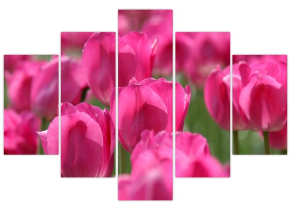 Kép - Rózsaszín tulipánok (150x105 cm)