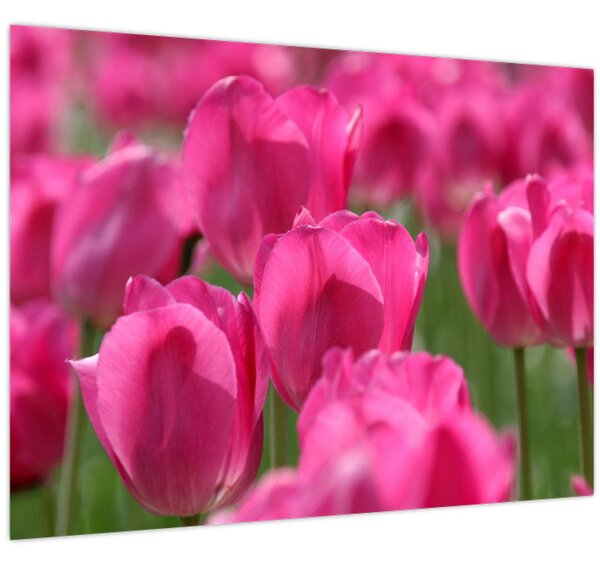 Kép - Rózsaszín tulipánok (70x50 cm)